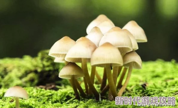 蘑菇视频性色大片：最新动态引发热议，用户关注度持续攀升，平台内容监管措施也在不断加强
