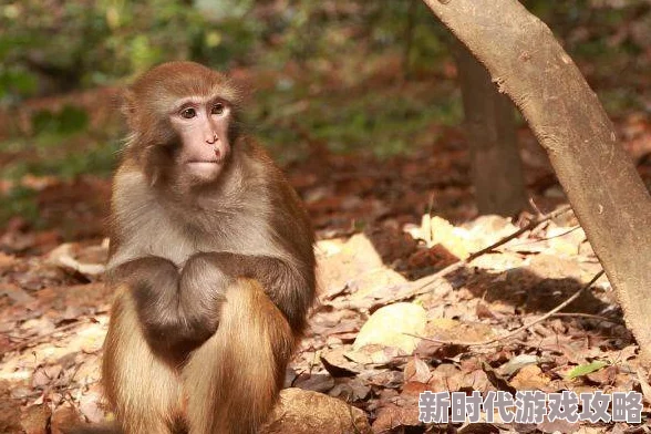 男生女生在一起努力生猴子,真是个有趣的说法,感情和事业都要并进! 男生女生在一起努力生猴子,真是个有趣的说法,感情和事业都要并进!