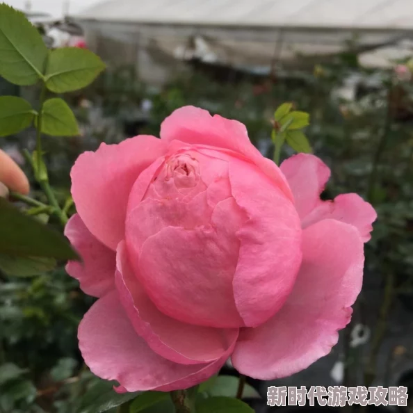 野花日本视频高清10更新至第10集高清资源已上线 野花日本视频高清10更新至第10集高清资源已上线